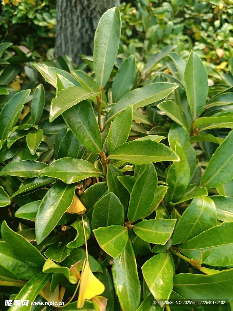 绿叶繁茂的植物景观