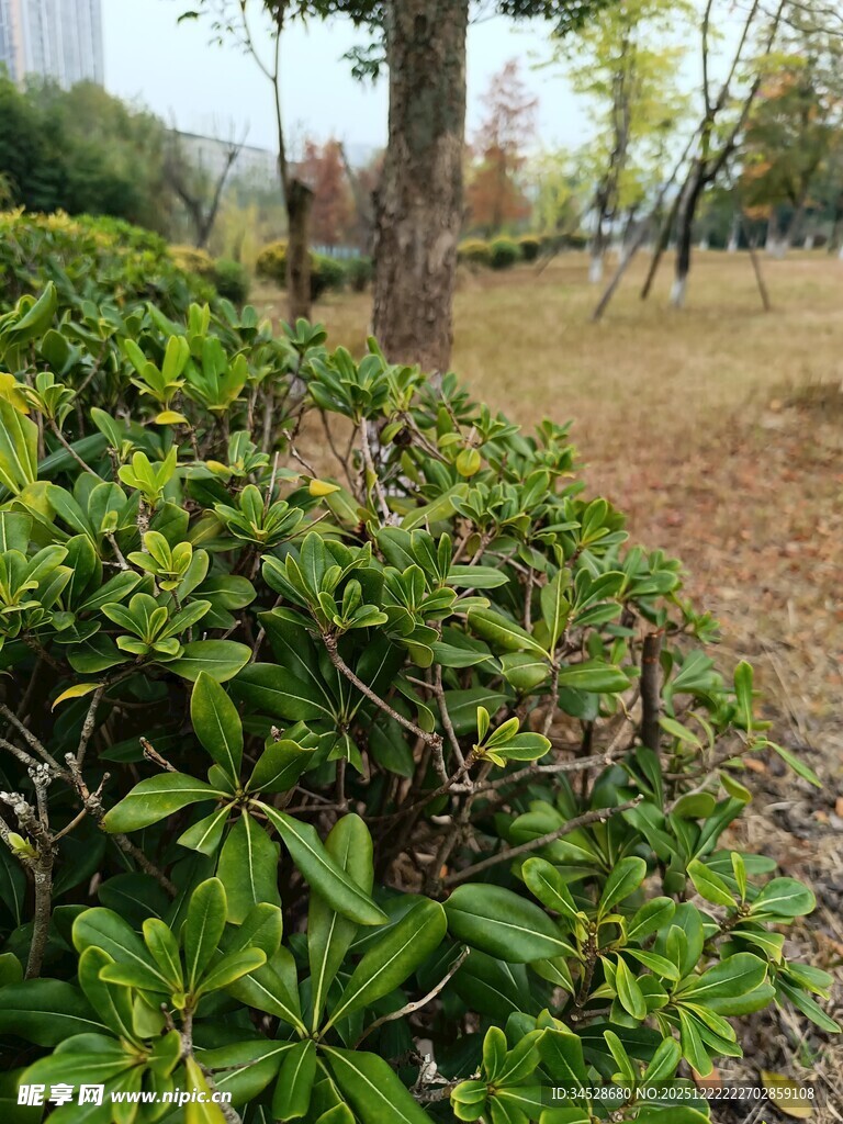 绿意盎然的户外植物景观