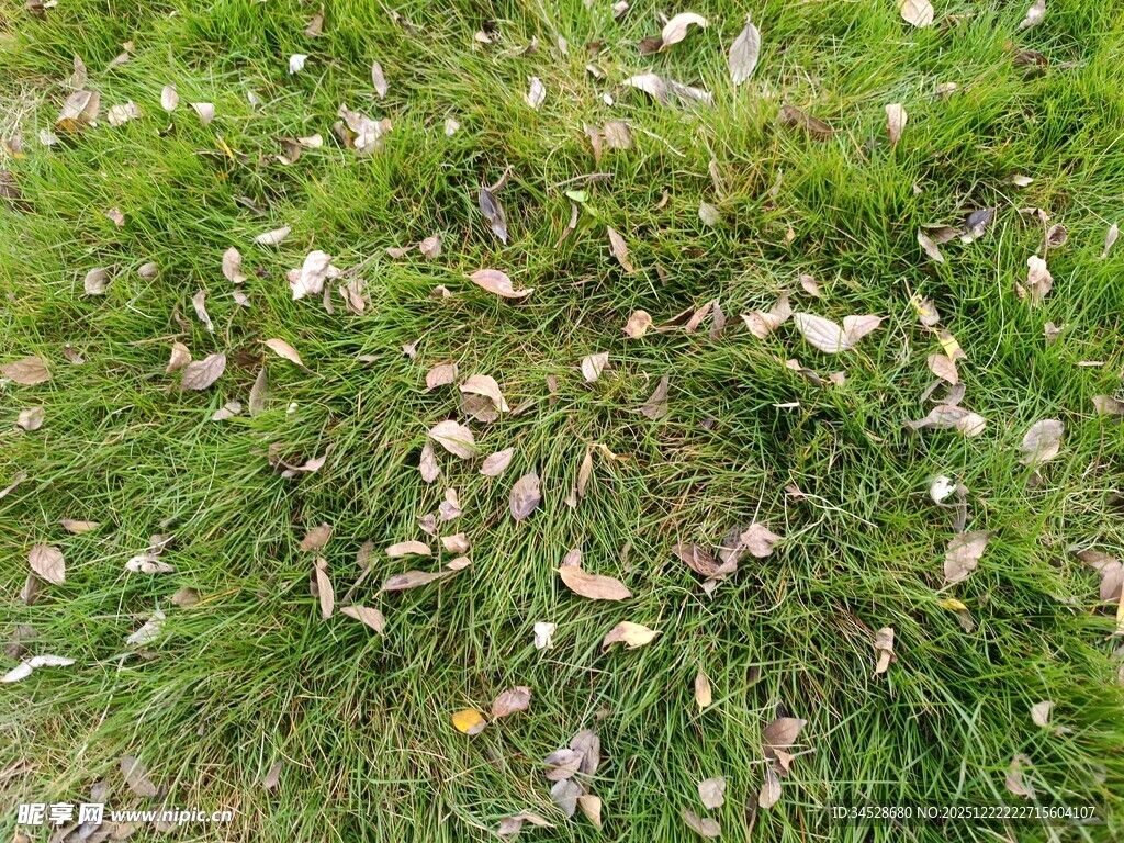 草地上散落的枯叶