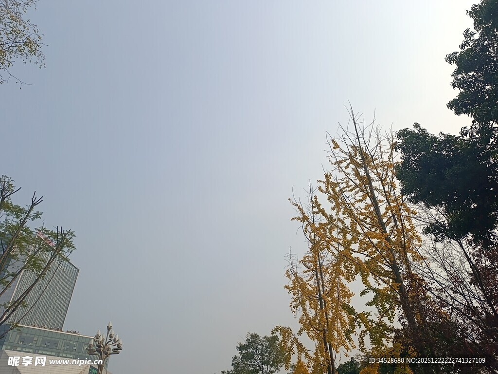 秋日树梢与晴朗天空