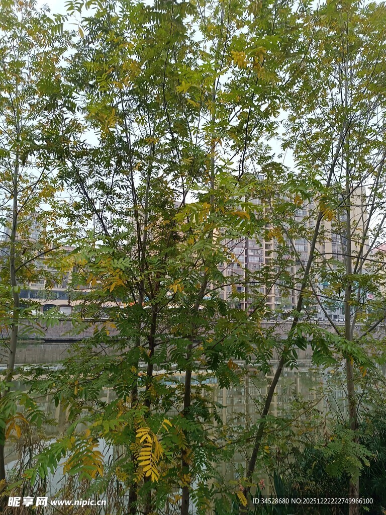 秋日树林中的繁茂绿植