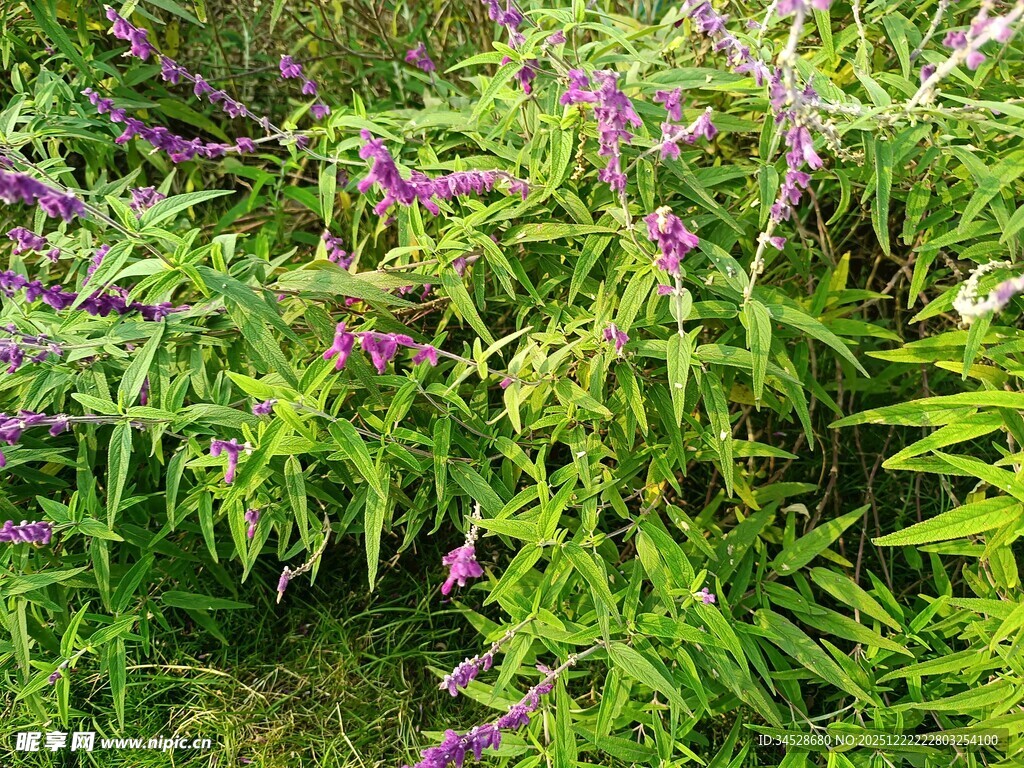 紫色野花与翠绿植物共生