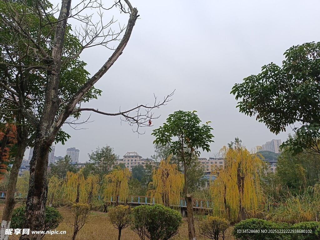 户外树木绿植景致