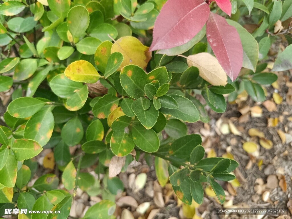 绿叶间的黄色果实