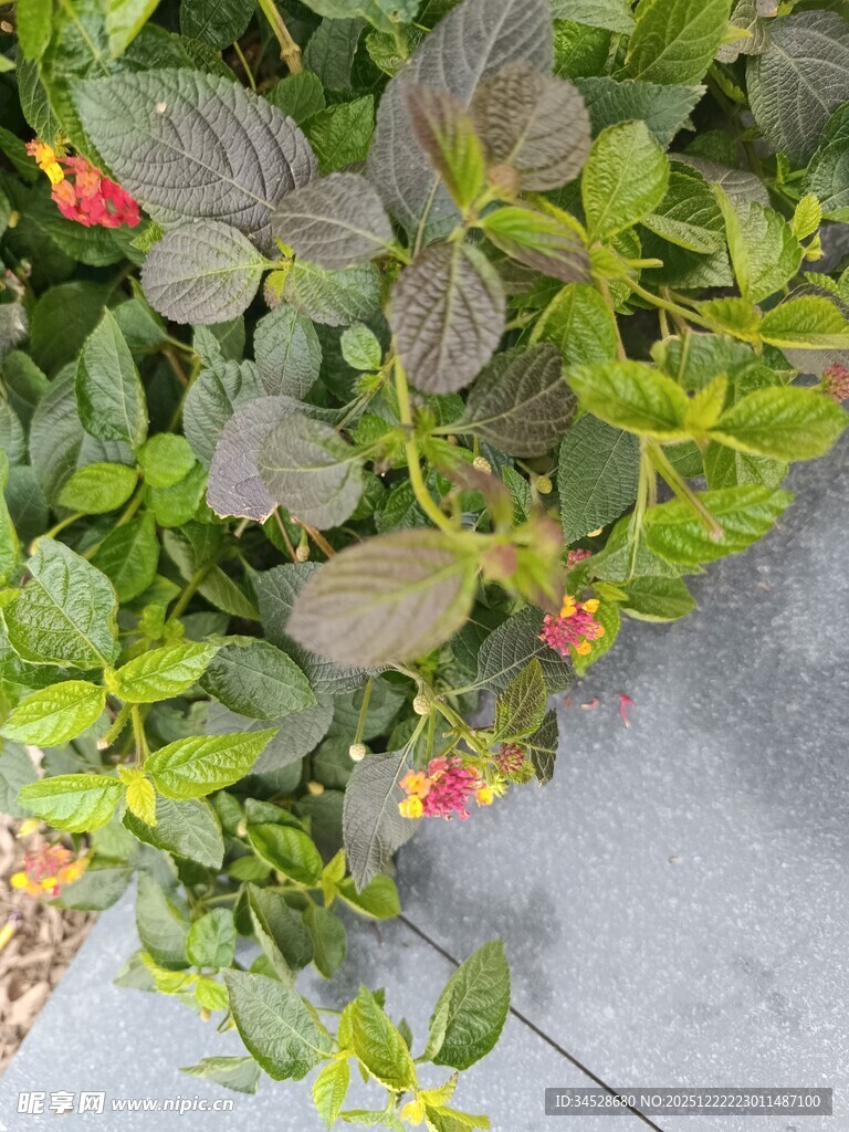 绿叶间的多彩小花