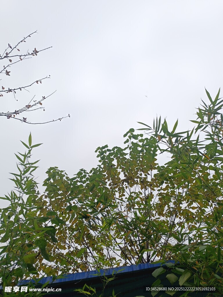 绿叶繁茂的植物景观