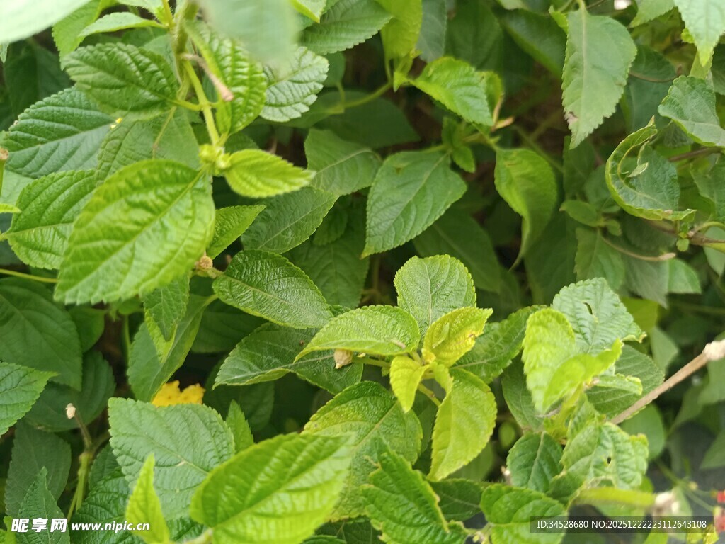 翠绿繁茂的植物叶片