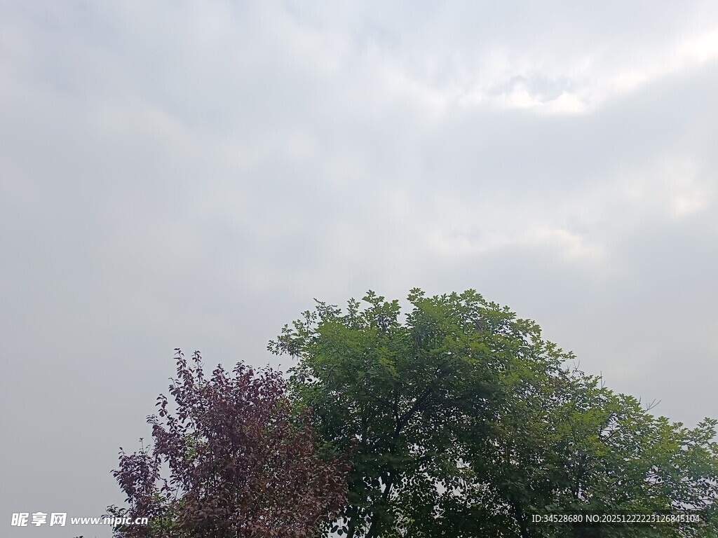 天空下的多彩树木