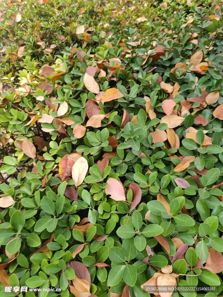 秋日落叶覆盖的绿色植物