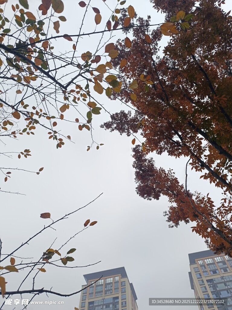秋日树梢与远处高楼