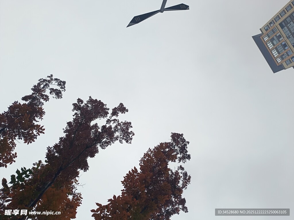 飞鸟掠过树梢与建筑