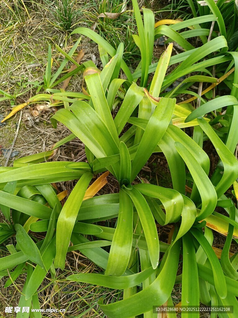 翠绿丛生的绿植