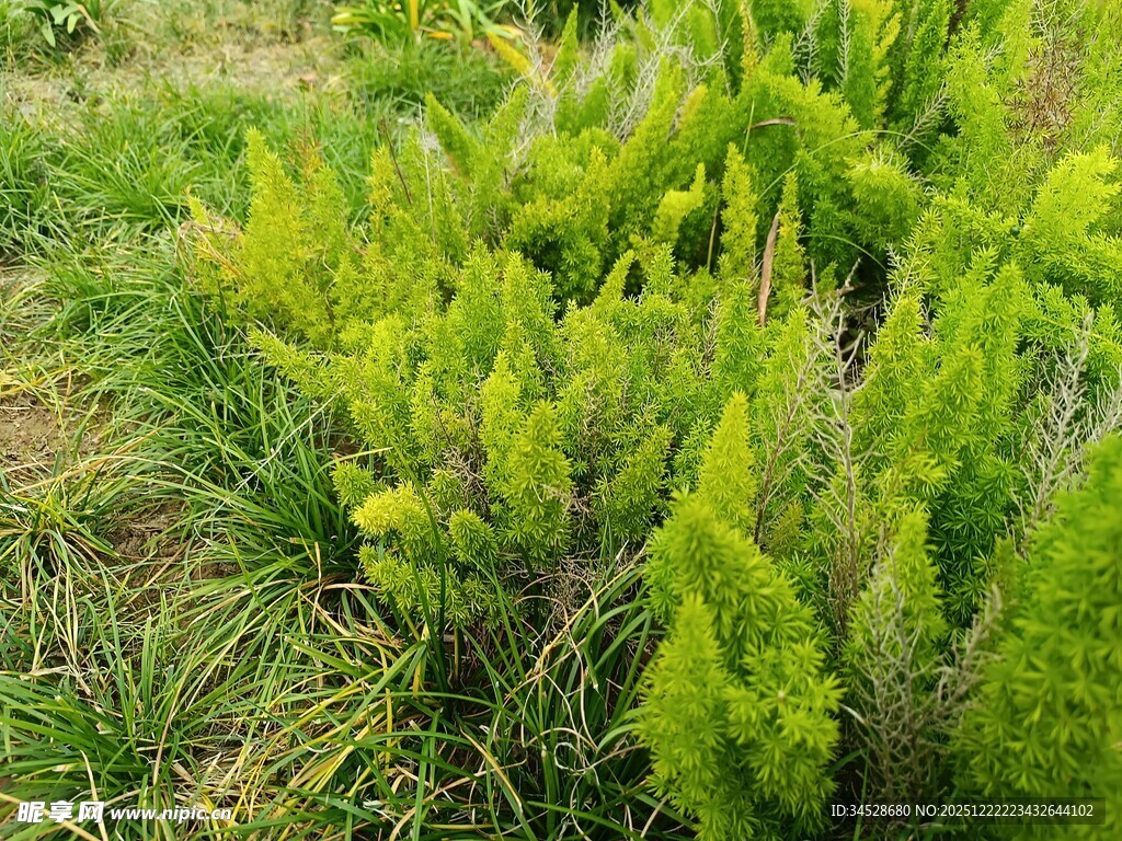 嫩绿植物丛生机盎然