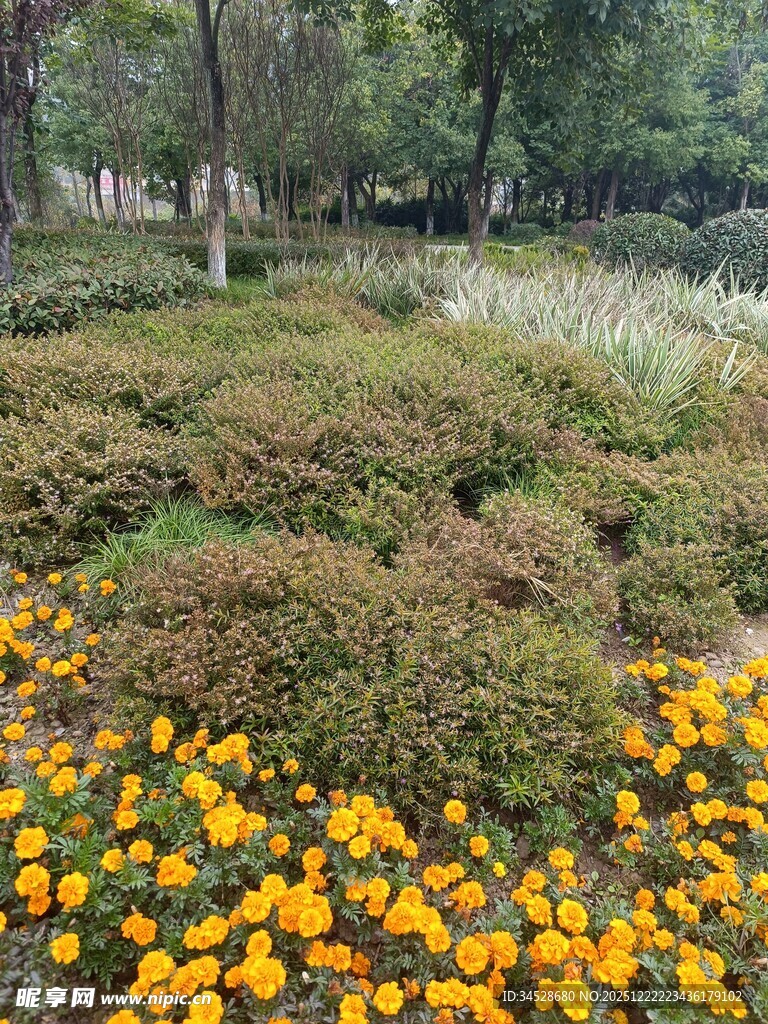 秋日烂漫花丛景观