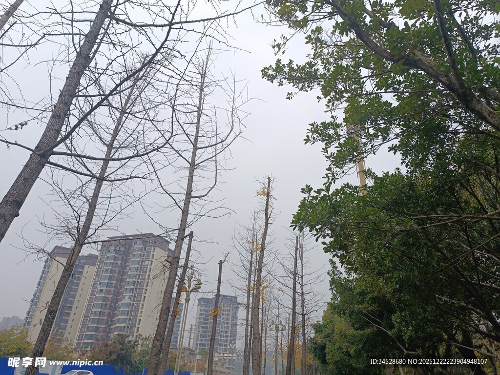 城市冬日树木与高楼景象