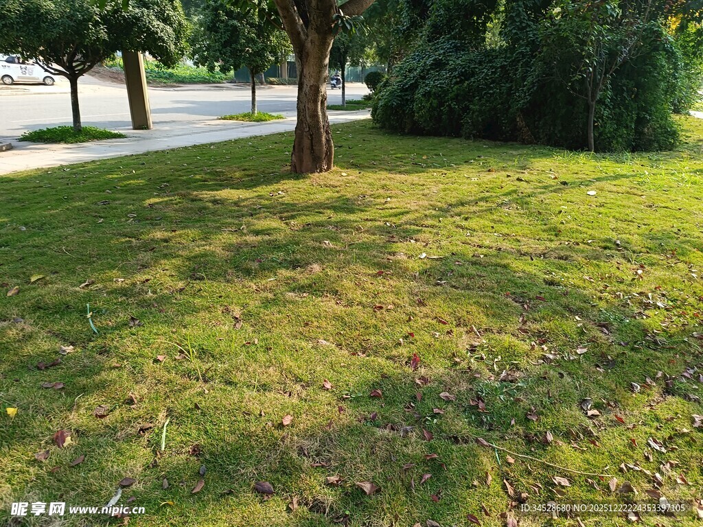 阳光下的绿意草坪