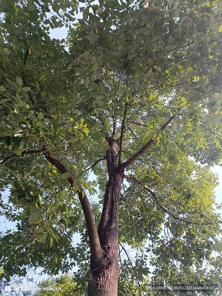 高大繁茂的绿树