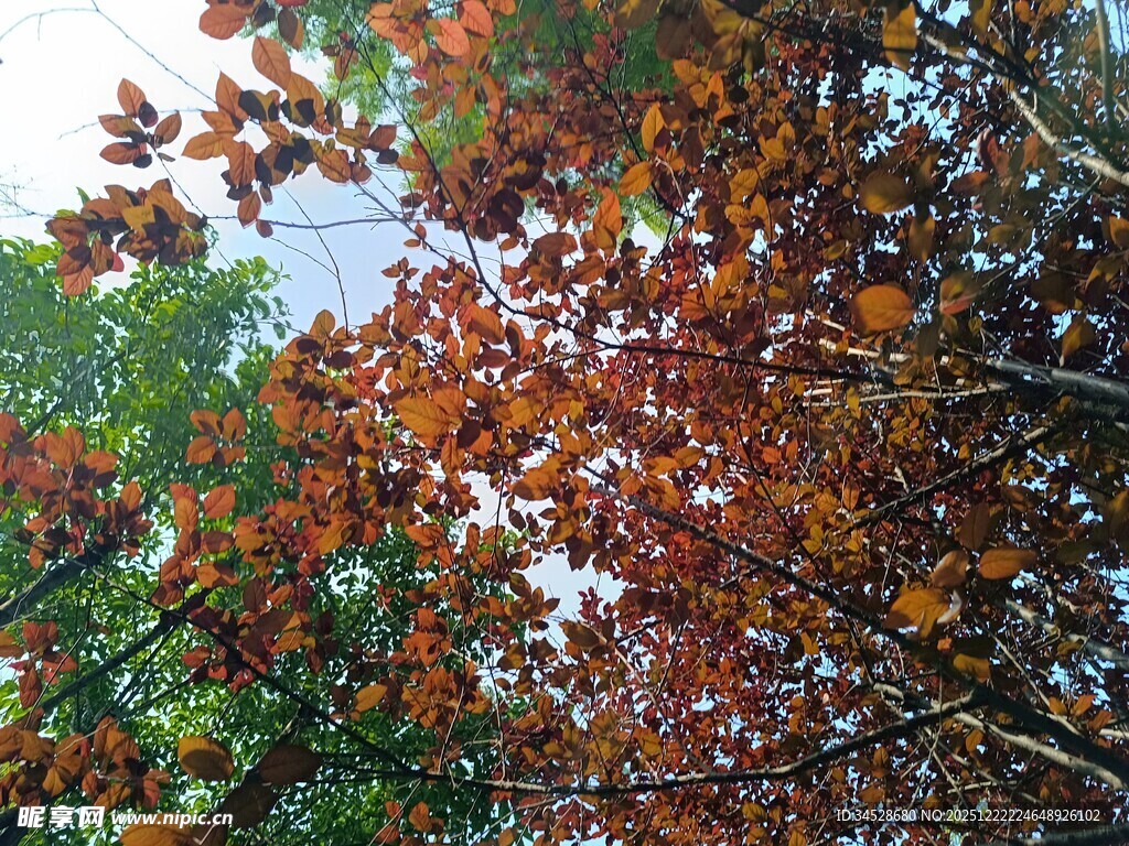 秋日红枫叶林美景