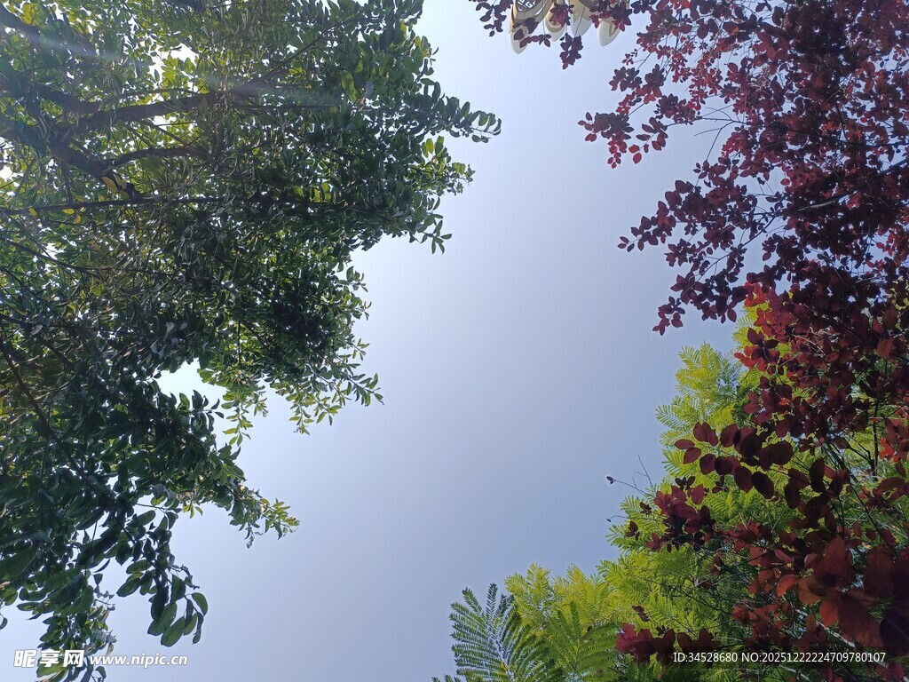 仰视多彩树木与天空
