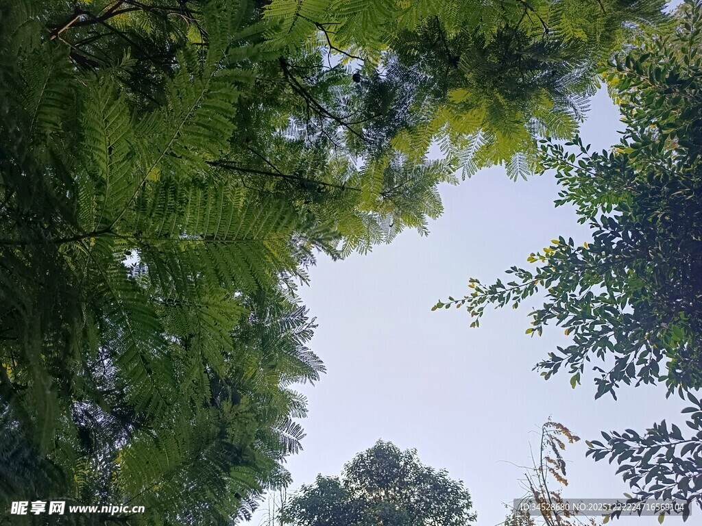 仰视葱郁树冠