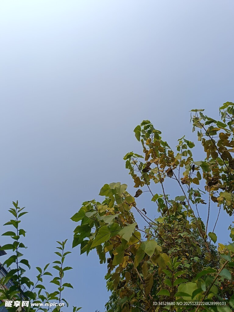 蓝天绿树自然景象