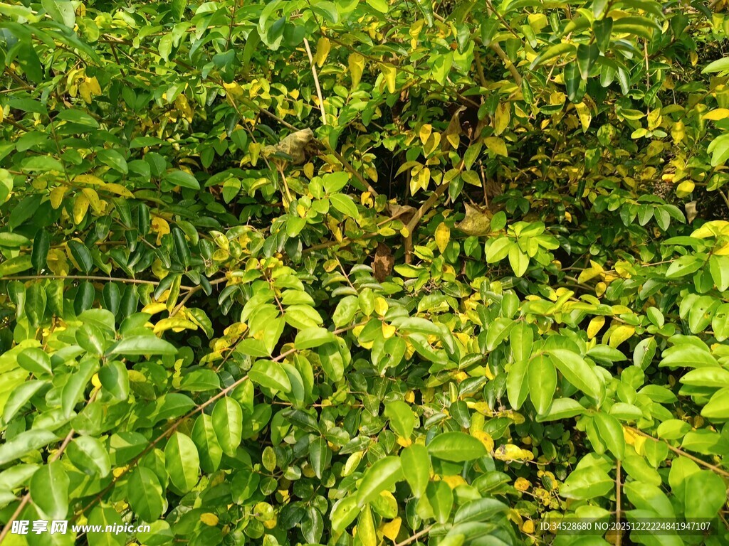 翠绿繁茂的植物叶片