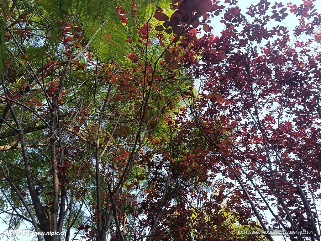 多彩树叶展现秋日景致