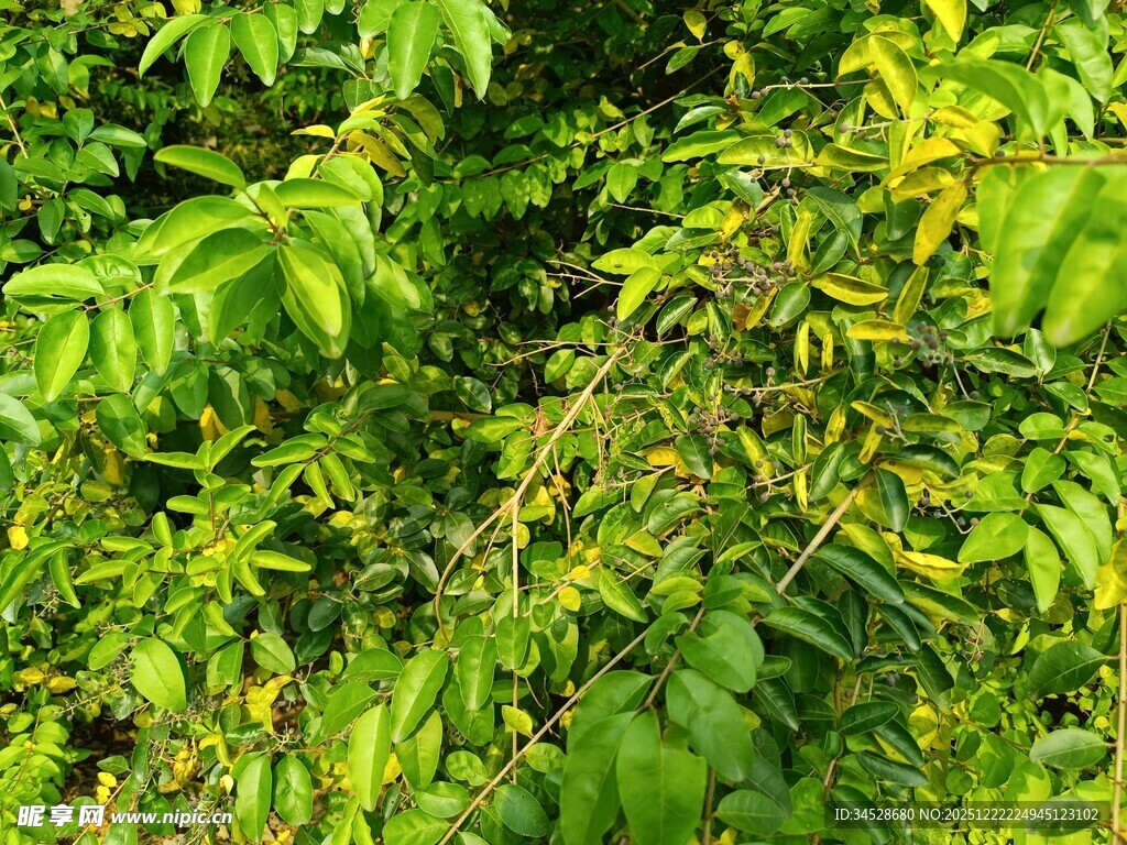 翠绿繁茂的植物枝叶