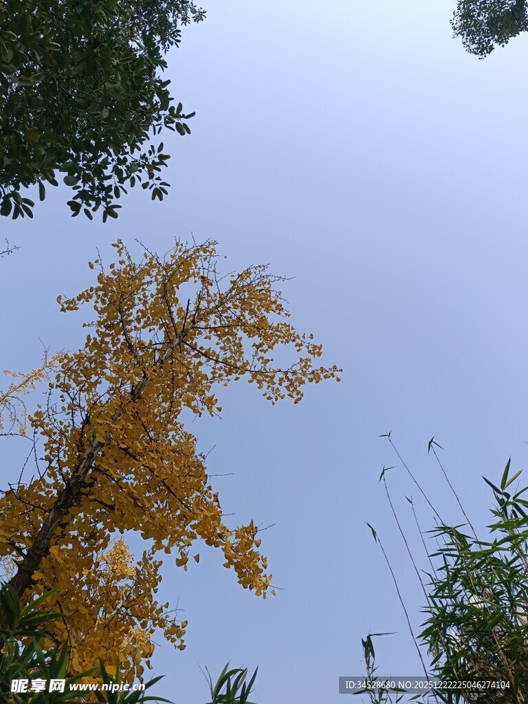 金黄银杏映蓝天