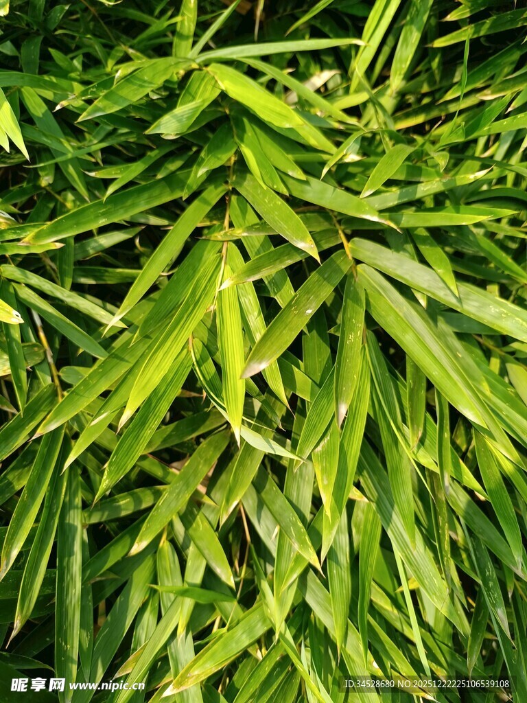 翠绿竹叶特写