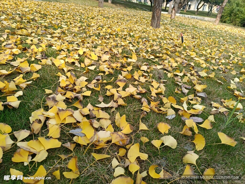 秋日银杏落叶铺满草地