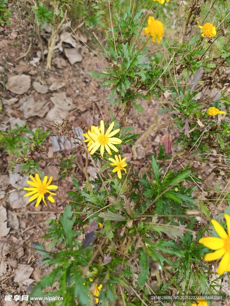 地上绽放的黄色小花