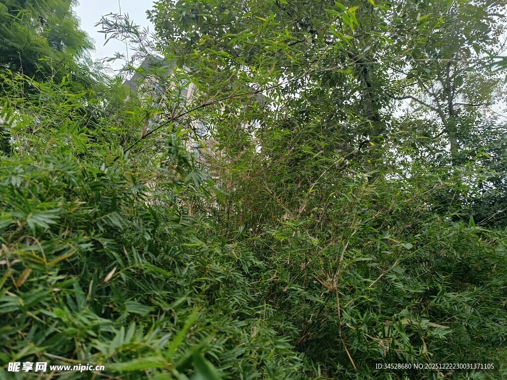 茂密丛林绿植景观