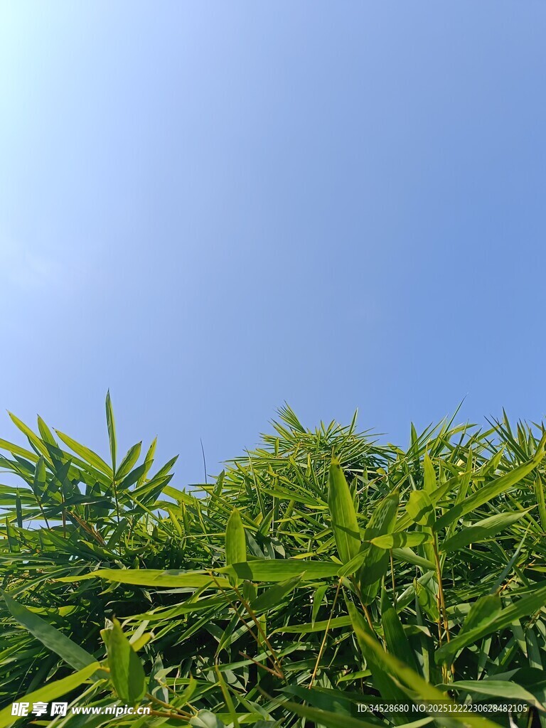 翠绿竹叶映衬蓝天