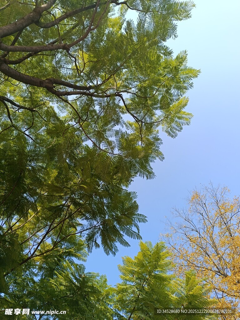 仰望葱郁树冠与蓝天