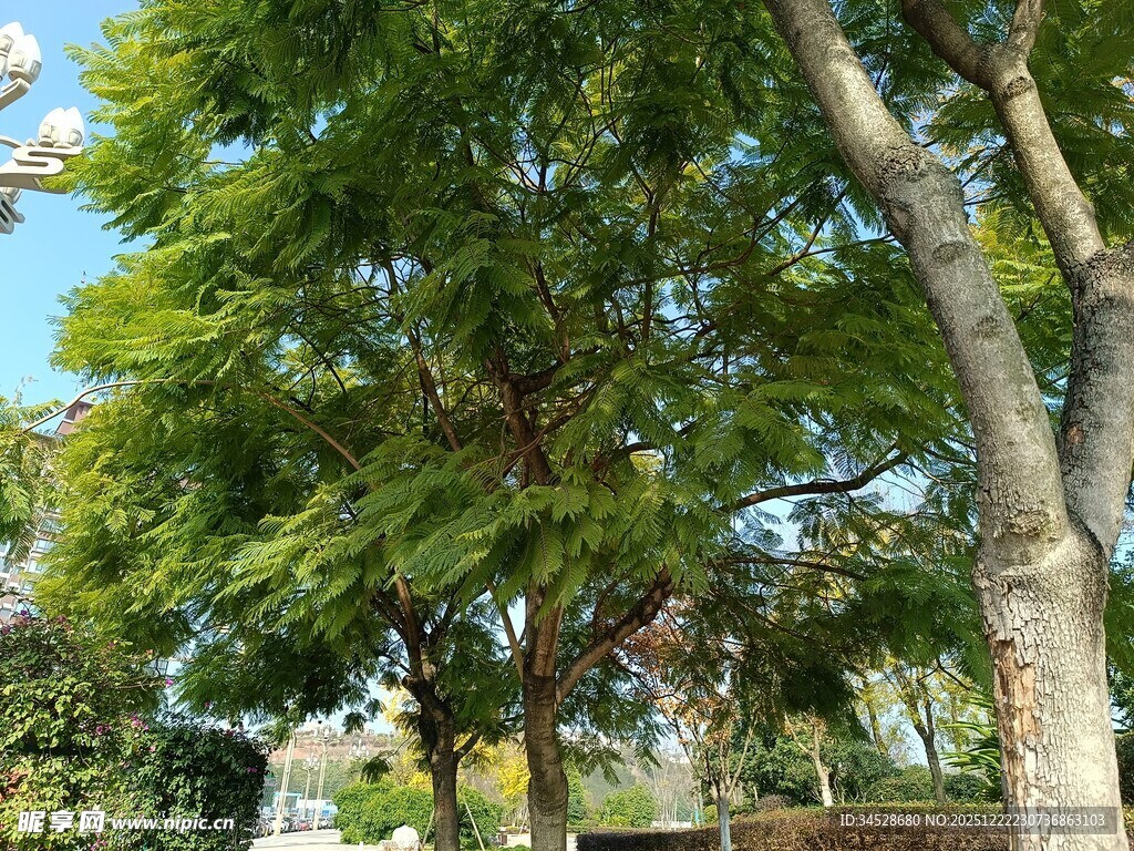 夏日葱郁绿树景观