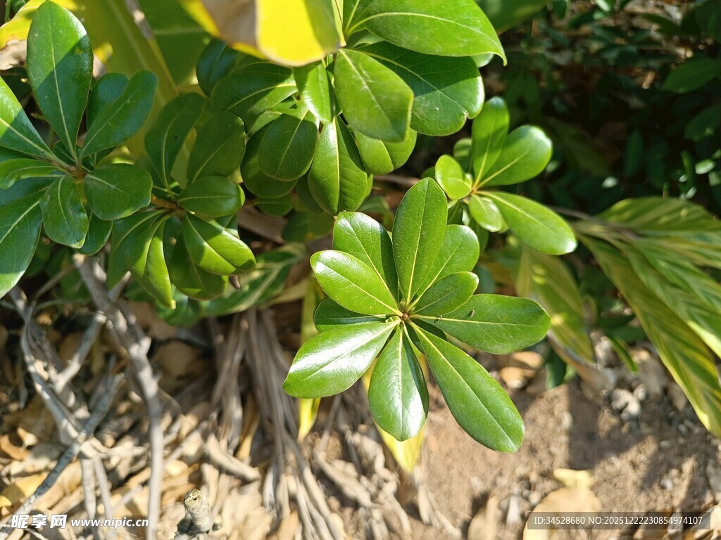 绿叶繁茂的地面植物