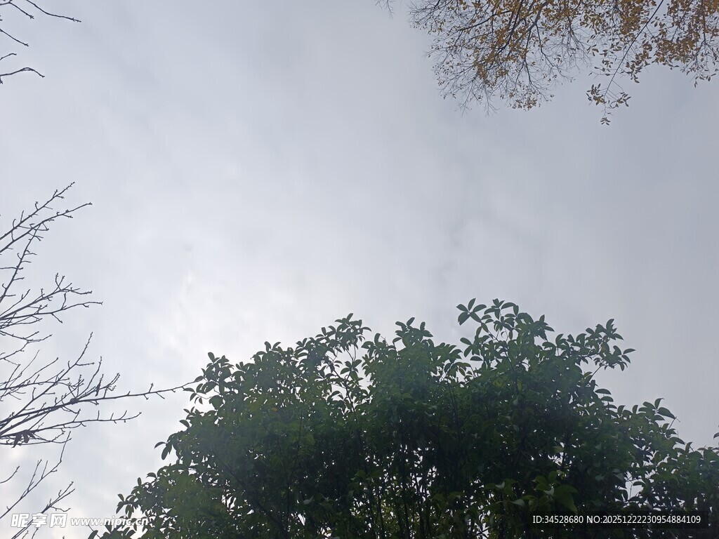 仰视天空下的繁茂树木