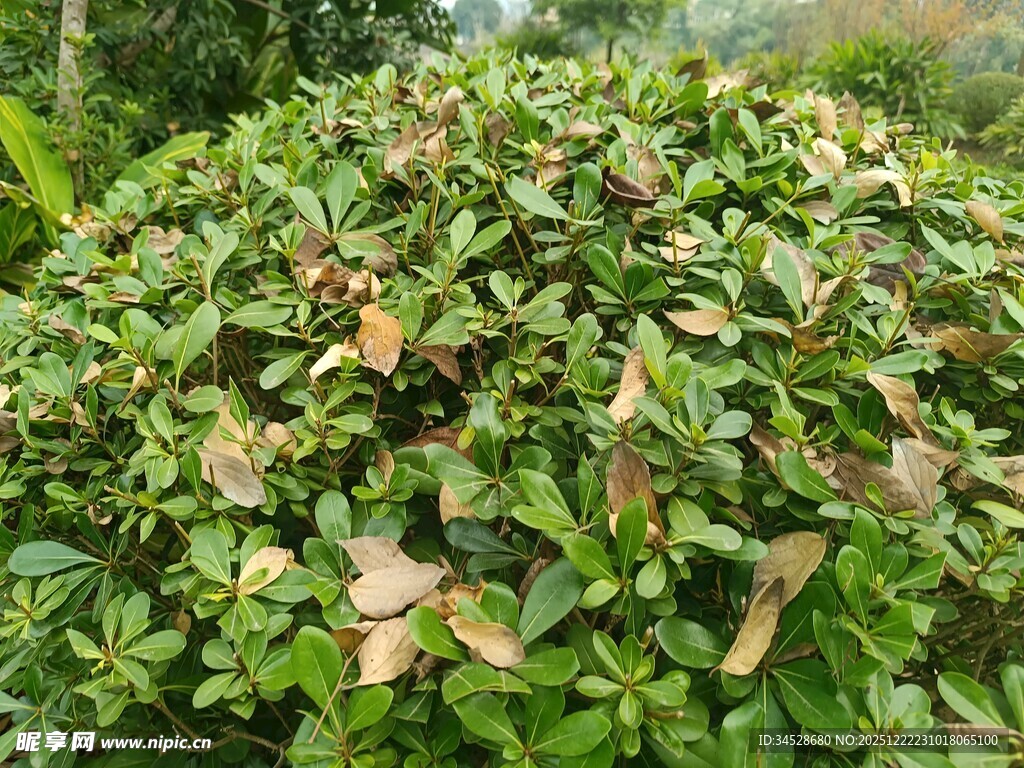 绿叶繁茂的灌木丛