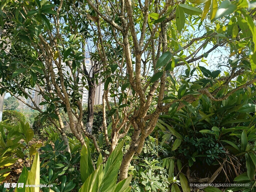 繁茂绿植中的景致