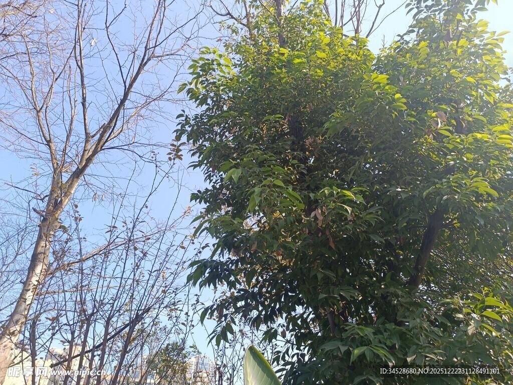 阳光下的绿树与蓝天