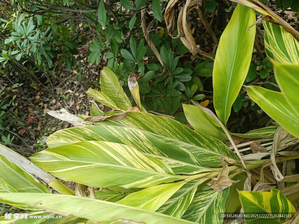 黄绿相间叶片的植物特写