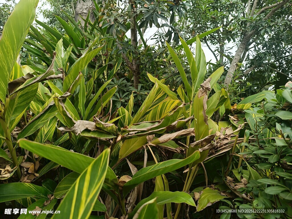 翠绿繁茂的热带植物景观