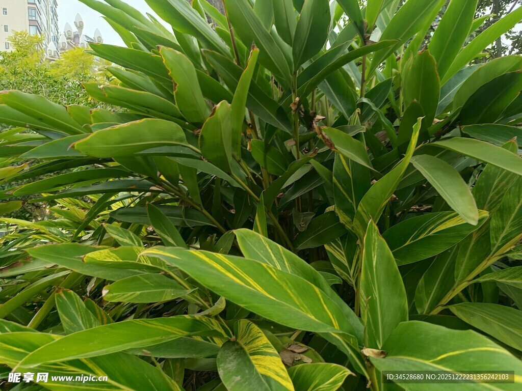 翠绿繁茂的叶类植物