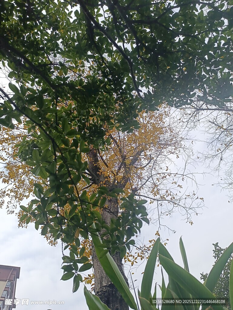 枝叶繁茂的绿树