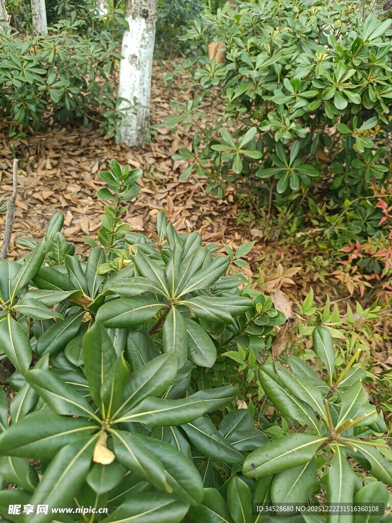 绿叶繁茂的林间植物景观