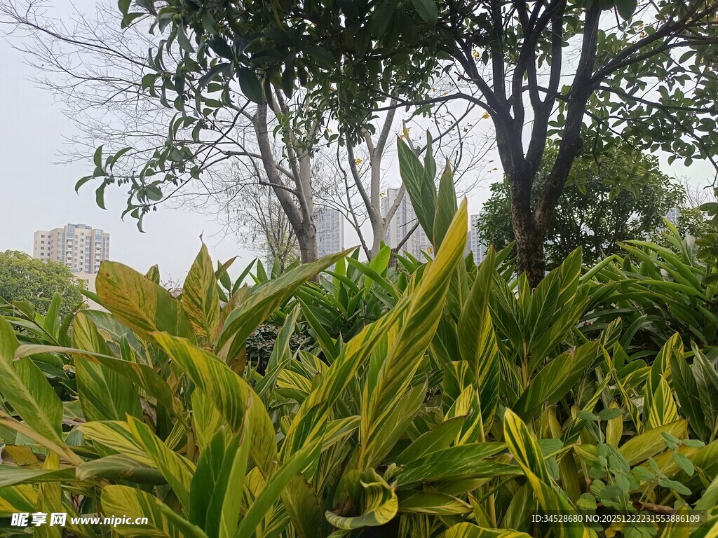 翠绿繁茂的户外植物景观