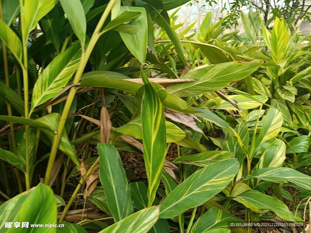 翠绿繁茂的热带植物景观