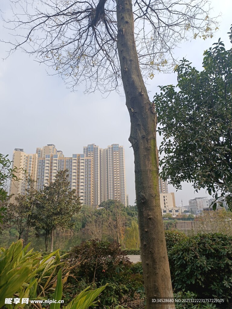 城市中树木与高楼景观