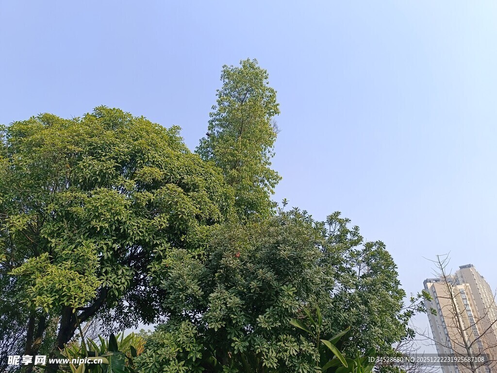 绿树蓝天旁的城市景象